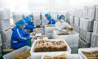 贵州安龙：工作人员加工粉条供应市场