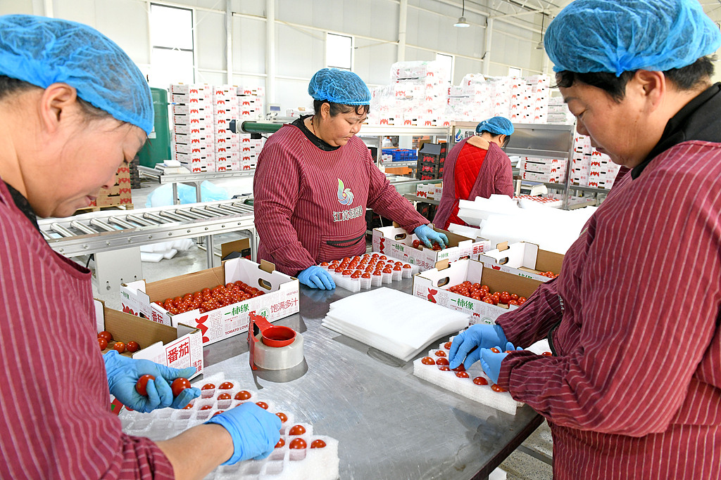 安徽淮南：工人采摘番茄供应市场