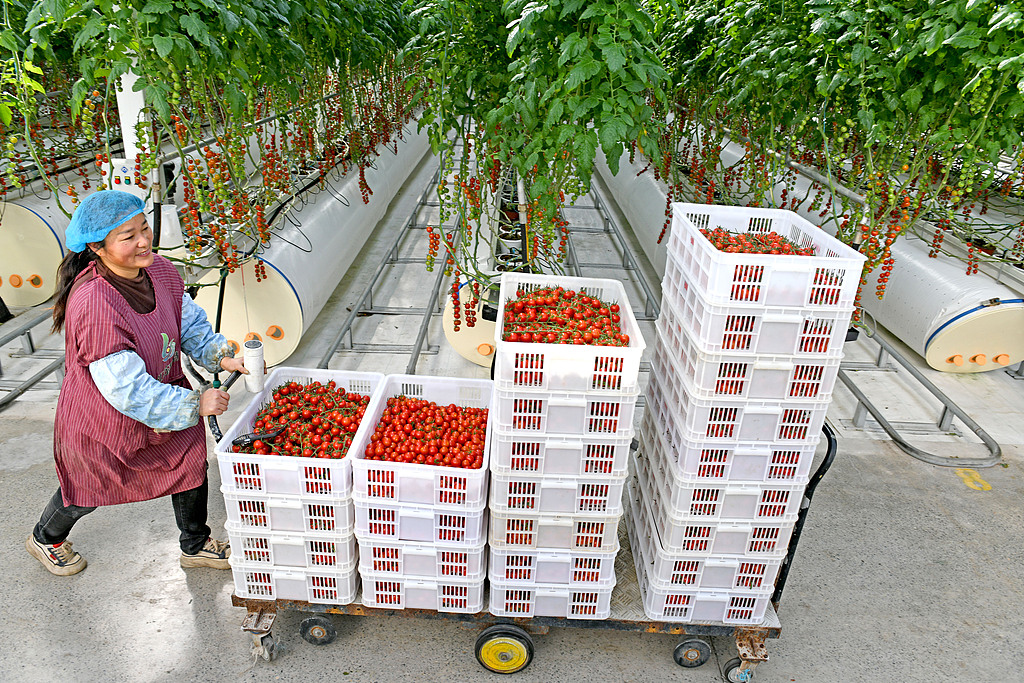 安徽淮南：工人采摘番茄供应市场