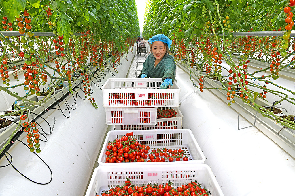 安徽淮南：工人采摘番茄供应市场