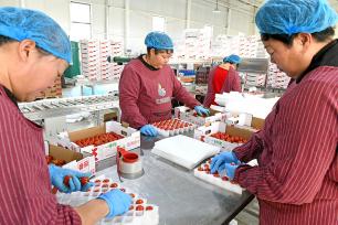 安徽淮南：工人采摘番茄供应市场