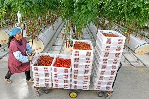 安徽淮南：工人采摘番茄供应市场