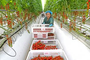 安徽淮南：工人采摘番茄供应市场
