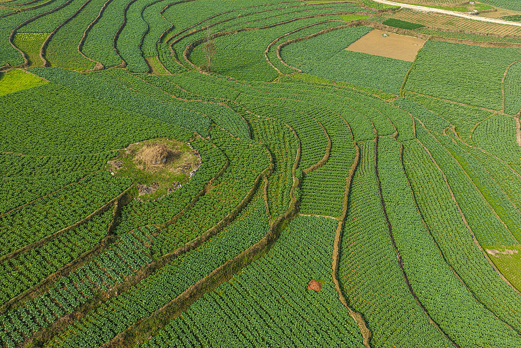 贵州黔西：高标准农田绿意浓