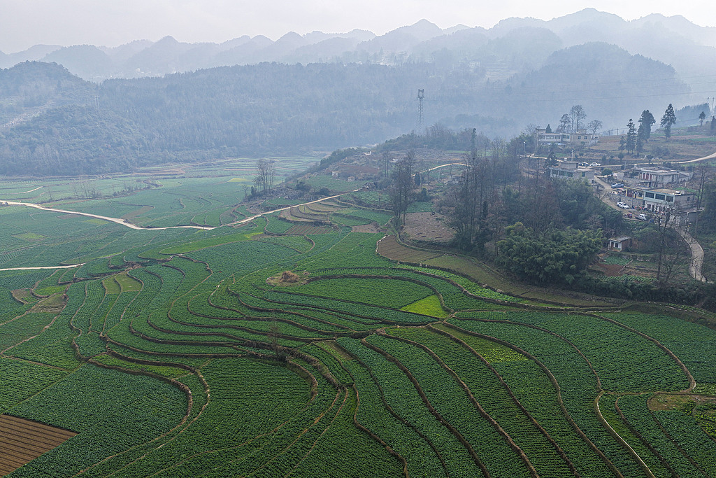 贵州黔西：高标准农田绿意浓