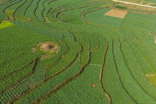 贵州黔西：高标准农田绿意浓