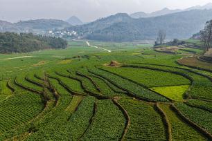 贵州黔西：高标准农田绿意浓