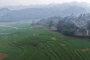 贵州黔西：高标准农田绿意浓