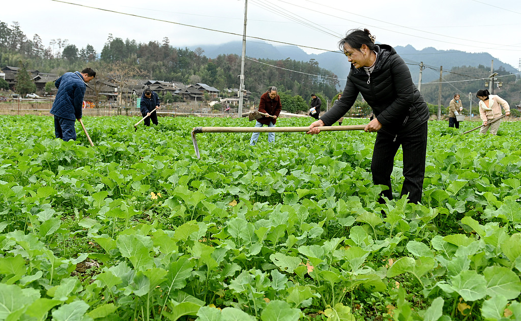 湖南邵阳：村民油菜地里锄草施肥