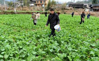 湖南邵阳：村民油菜地里锄草施肥