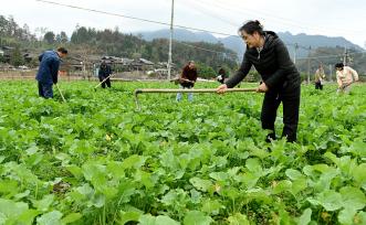 湖南邵阳：村民油菜地里锄草施肥