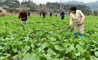 湖南邵阳：村民油菜地里锄草施肥