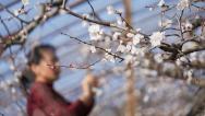 山东邹平：温室杏花绽放 果农授粉忙