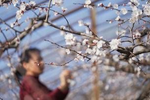 山东邹平：温室杏花绽放 果农授粉忙