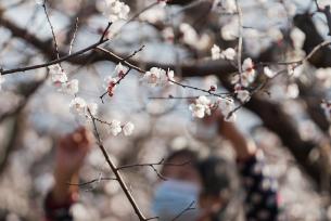 山东邹平：温室杏花绽放 果农授粉忙