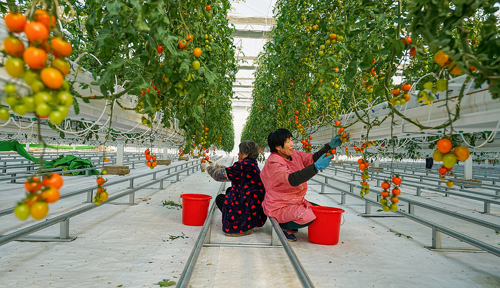 江苏泗洪：智慧农业赋能乡村振兴