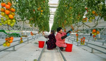 江苏泗洪：智慧农业赋能乡村振兴