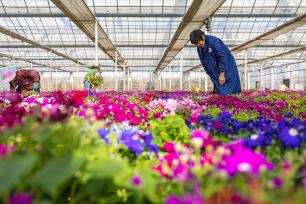 浙江温岭：年宵花迎销售旺季