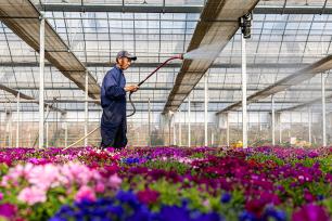 浙江温岭：年宵花迎销售旺季