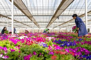 浙江温岭：年宵花迎销售旺季