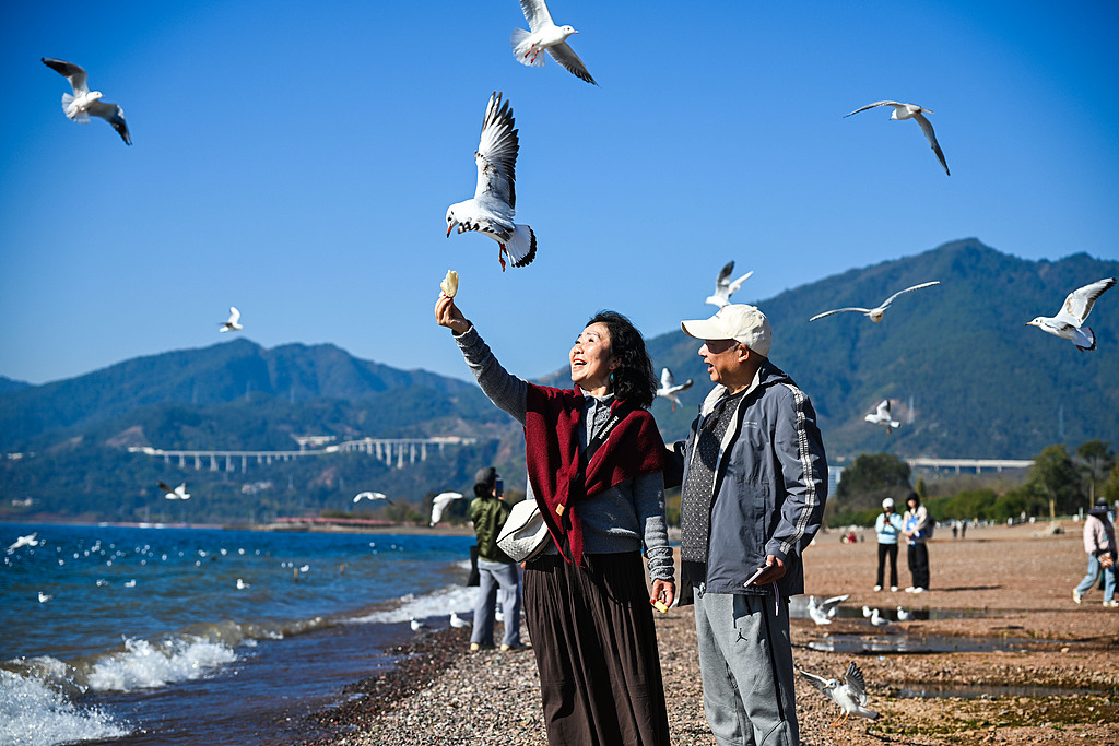 云南玉溪：抚仙湖海鸥云集 薰衣草湖边盛开