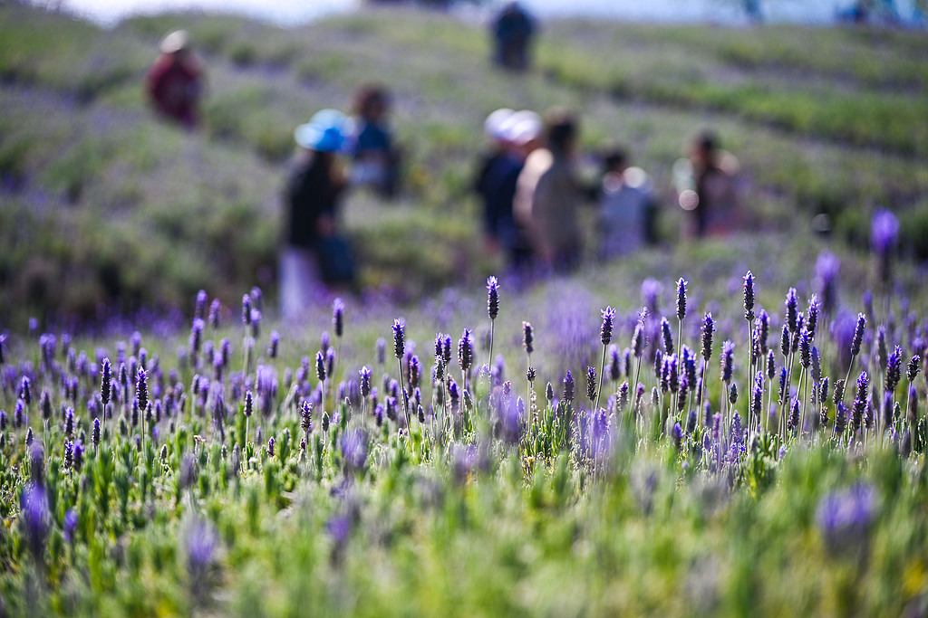 云南玉溪：抚仙湖海鸥云集 薰衣草湖边盛开