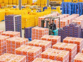 广西贺州：春节临近 水果迎来销售高峰