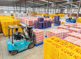 广西贺州：春节临近 水果迎来销售高峰