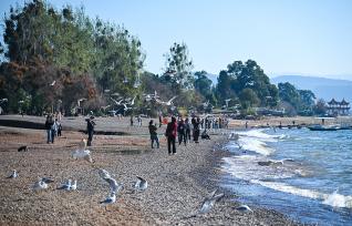 云南玉溪：抚仙湖海鸥云集 薰衣草湖边盛开