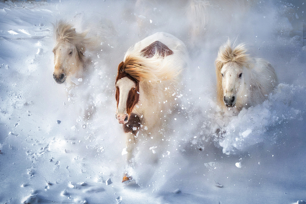 内蒙古赤峰：骏马在雪原上疾驰