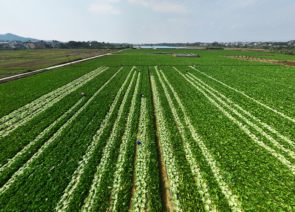 广西钦州：农民在田间采收芥菜