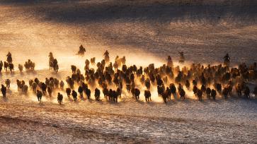 内蒙古赤峰：骏马在雪原上疾驰