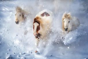 内蒙古赤峰：骏马在雪原上疾驰