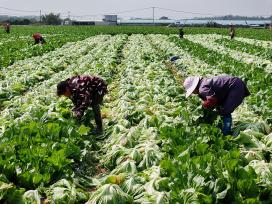 广西钦州：农民在田间采收芥菜