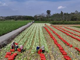 广西钦州：农民在田间采收芥菜