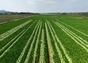 广西钦州：农民在田间采收芥菜