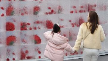 成都街头“冰封玫瑰”墙吸引市民观赏