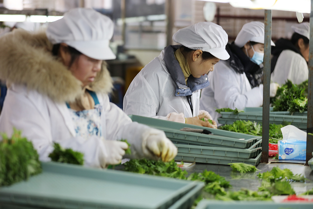 江苏连云港：工人们忙着整理紫苏叶