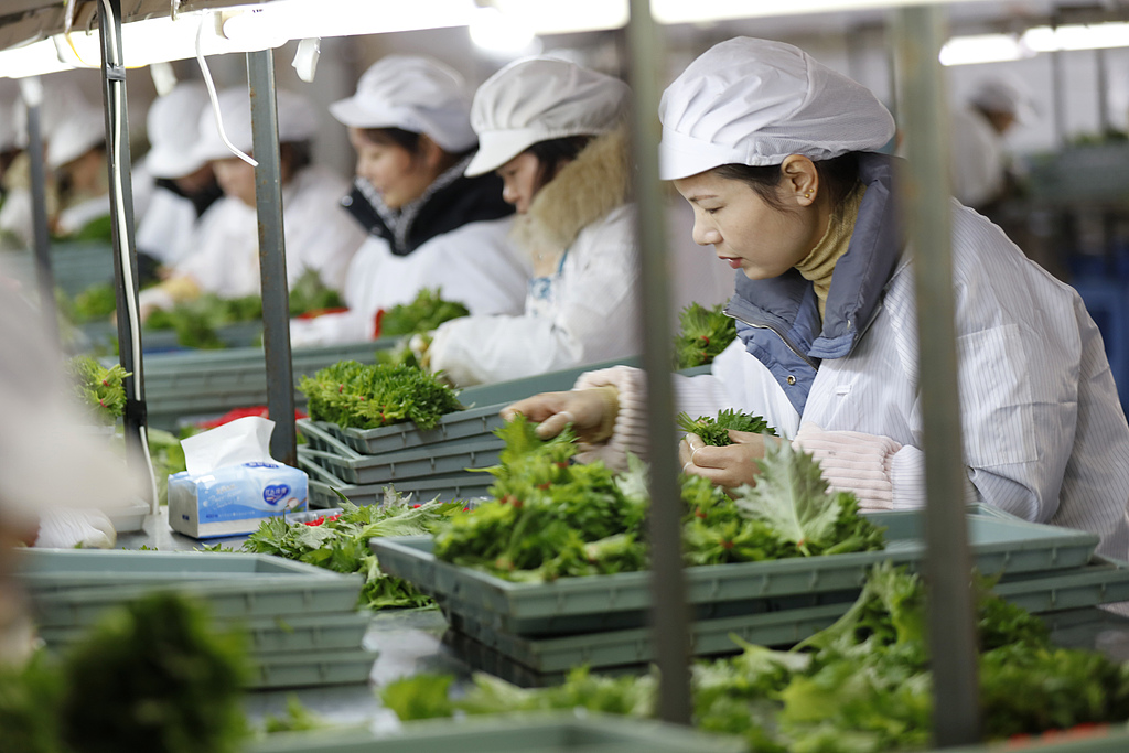 江苏连云港：工人们忙着整理紫苏叶