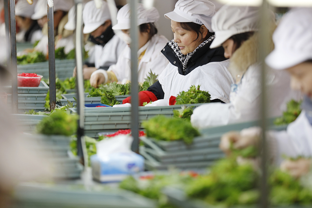 江苏连云港：工人们忙着整理紫苏叶