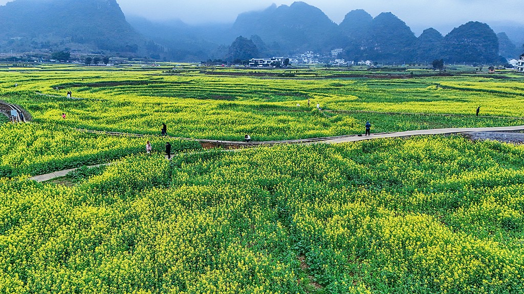 贵州黔西南：油菜花盛放吸引游客观赏