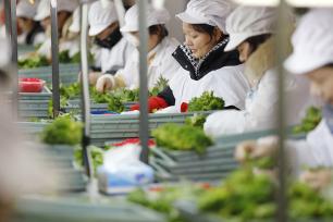 江苏连云港：工人们忙着整理紫苏叶