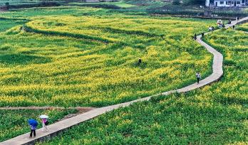 贵州黔西南：油菜花盛放吸引游客观赏
