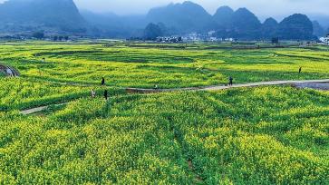 贵州黔西南：油菜花盛放吸引游客观赏