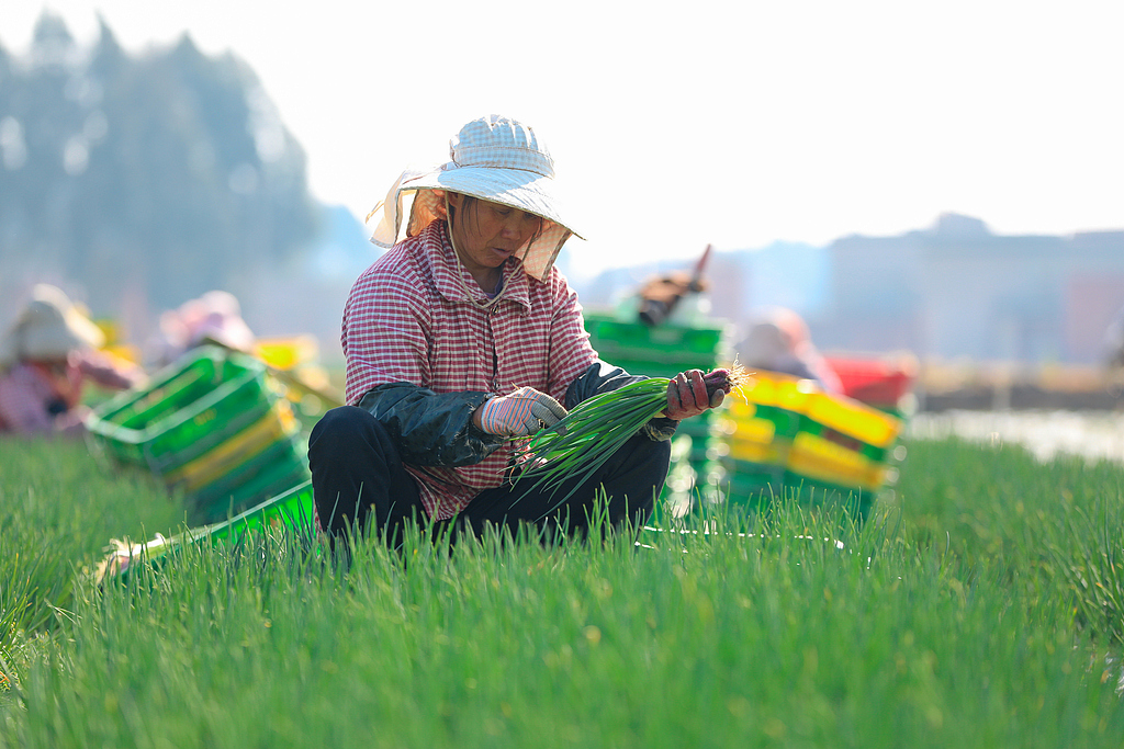 云南曲靖：农户们在田间采收香葱