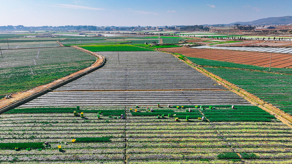 云南曲靖：农户们在田间采收香葱