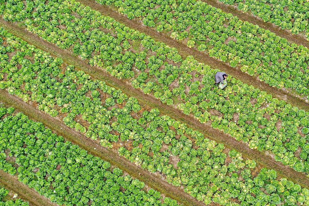 湖南衡阳：农民在田间采收白菜