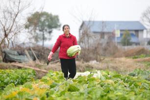 湖南衡阳：农民在田间采收白菜