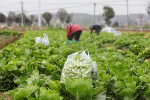 湖南衡阳：农民在田间采收白菜