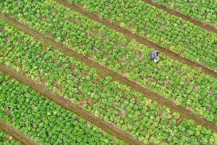 湖南衡阳：农民在田间采收白菜